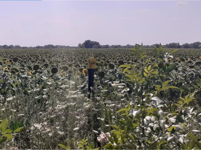 Eladó mezőgazdasági ingatlan Röszke 3200 nm