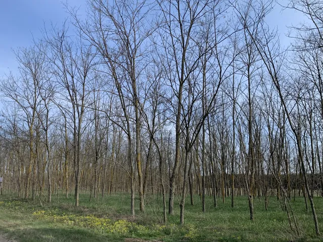 Eladó telek Kecskemét, Szarkás 6531 nm