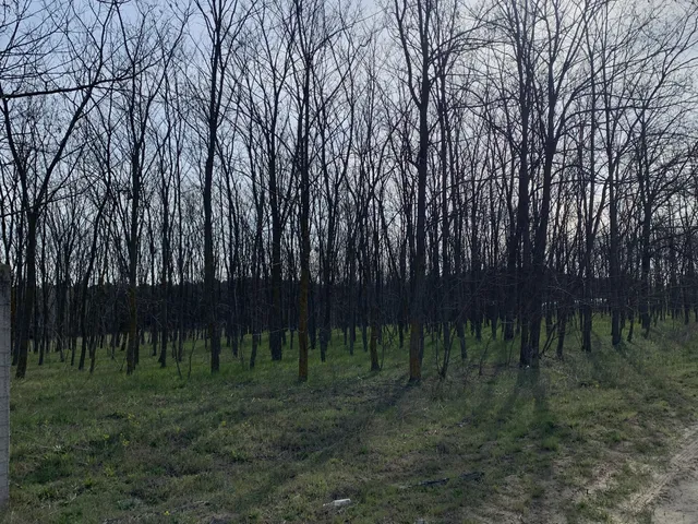 Eladó telek Kecskemét, Szarkás 6531 nm