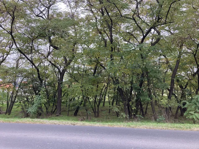 Eladó telek Kecskemét, Belsőnyír 26000 nm