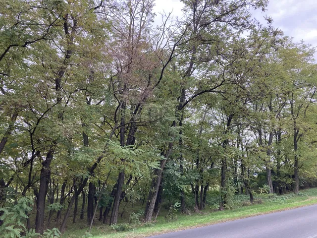 Eladó telek Kecskemét, Belsőnyír 24450 nm