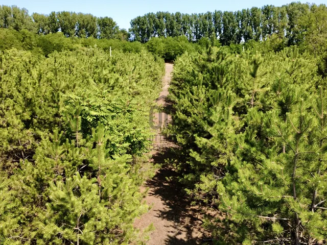 Eladó telek Tiszaalpár 12668 nm