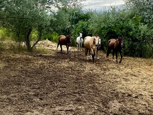 Eladó telek Piliscsaba, Álomvölgy 4015 nm