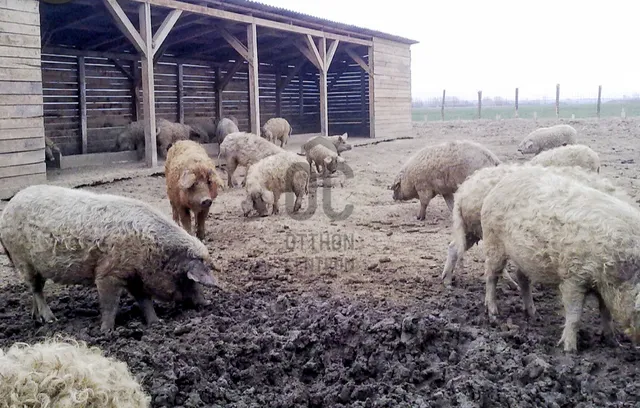 Eladó mezőgazdasági ingatlan Letenye 20000 nm