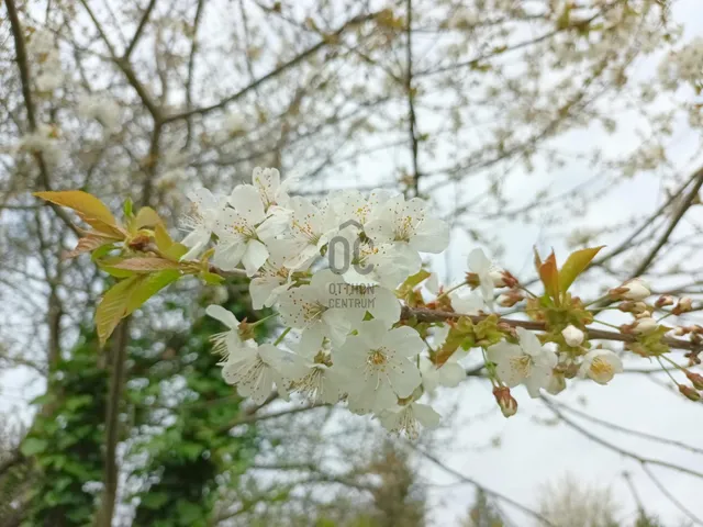 Eladó telek Pethőhenye 1462 nm