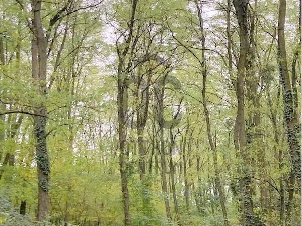 Eladó mezőgazdasági ingatlan Bocfölde 21414 nm