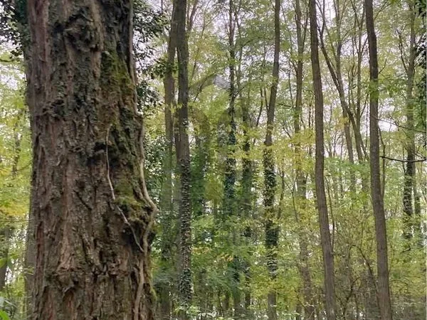 Eladó telek Bocfölde 21414 nm