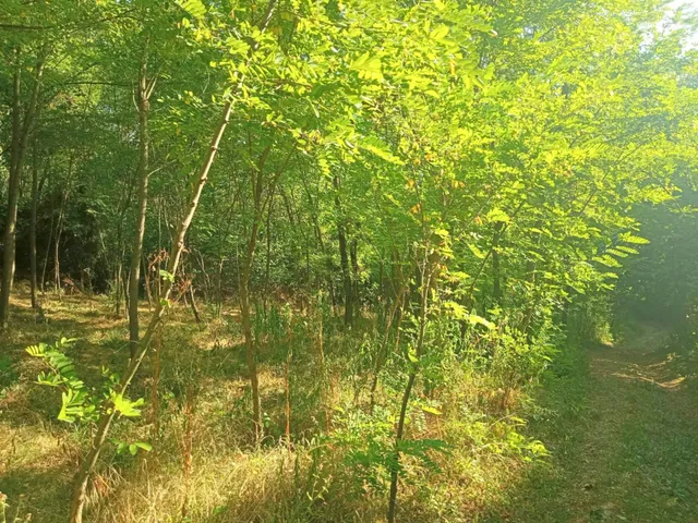 Eladó telek Zalaszentgrót 3047 nm