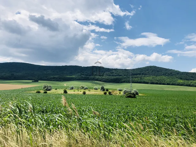 Eladó mezőgazdasági ingatlan Solymár 2783 nm