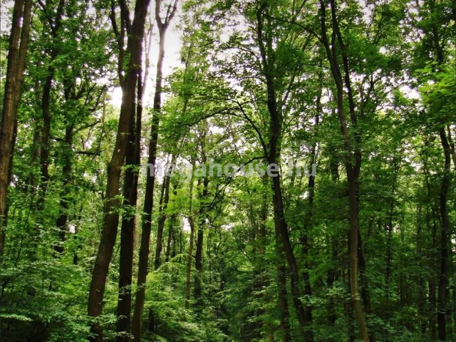 Eladó mezőgazdasági ingatlan Bátonyterenye 850000 nm