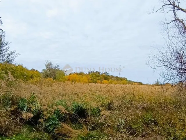 Eladó telek Röszke, Nincs utca 6562 nm