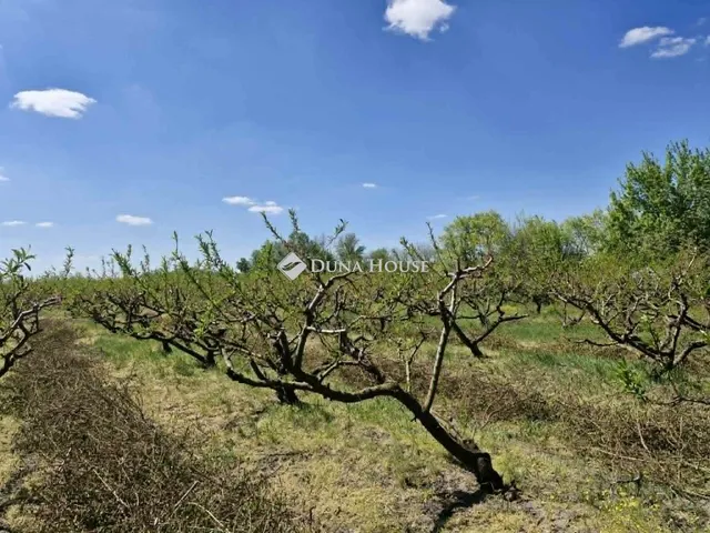 Eladó mezőgazdasági ingatlan Bordány 30759 nm