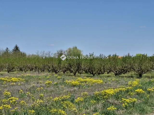 Eladó mezőgazdasági ingatlan Bordány, Külterület 30759 nm