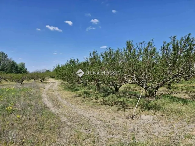 Eladó mezőgazdasági ingatlan Bordány, Külterület 30759 nm