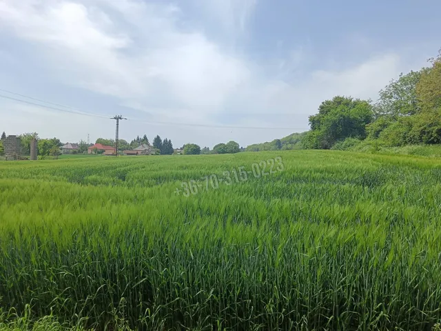 Eladó telek Tornyiszentmiklós 2918 nm