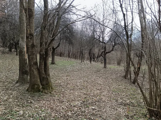 Eladó mezőgazdasági ingatlan Pusztamagyaród 19103 nm