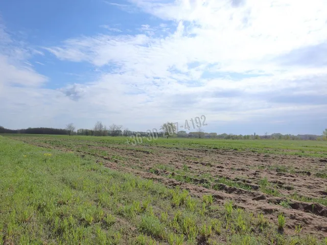 Eladó mezőgazdasági ingatlan Szatymaz 12870 nm