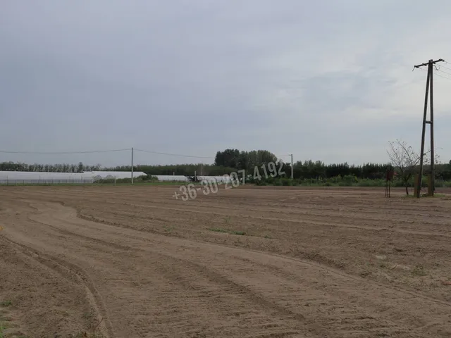 Eladó mezőgazdasági ingatlan Üllés 11000 nm