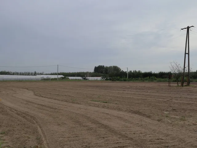 Eladó mezőgazdasági ingatlan Üllés 11000 nm