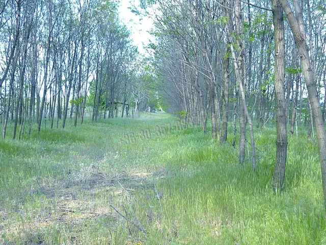 Eladó telek Zsombó 8063 nm