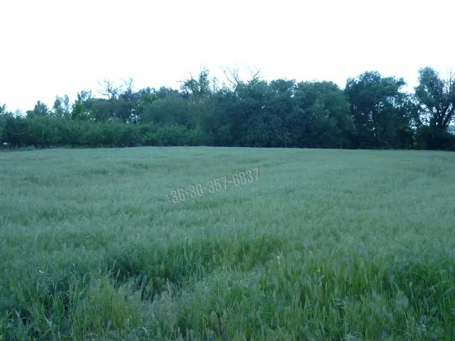 Eladó mezőgazdasági ingatlan Zsombó, Alkony 3745 nm