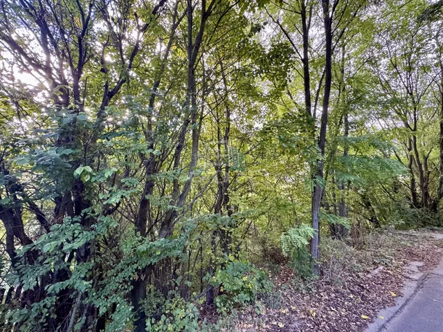 Eladó telek Budaörs, Budaörsi Kamaraerdő 716 nm