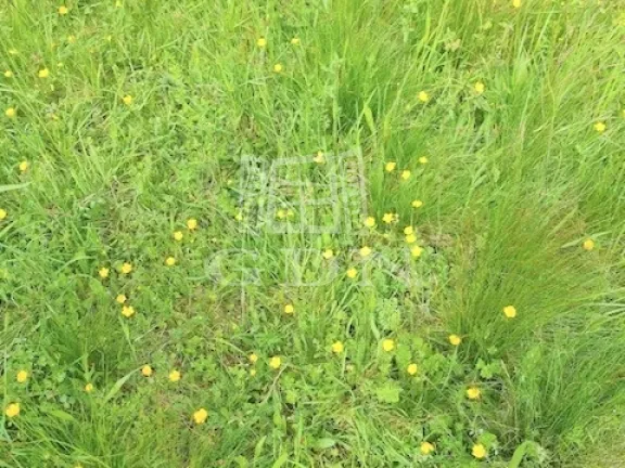 Eladó mezőgazdasági ingatlan Nagyrákos 21000 nm