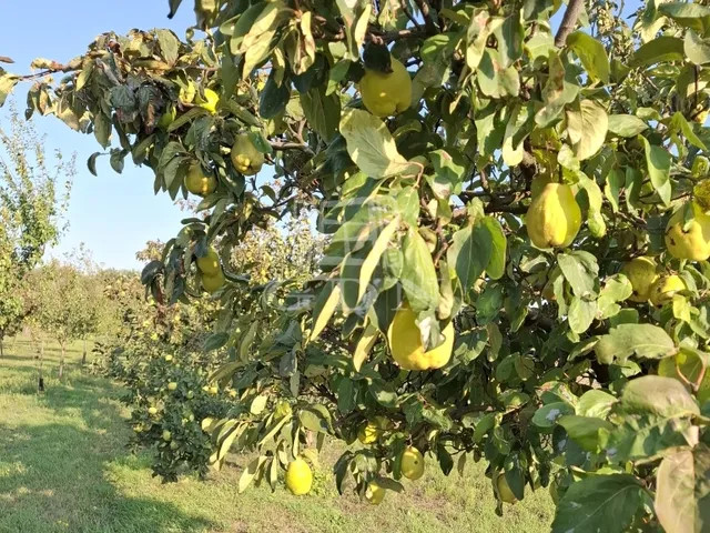 Eladó mezőgazdasági ingatlan Péteri 5046 nm