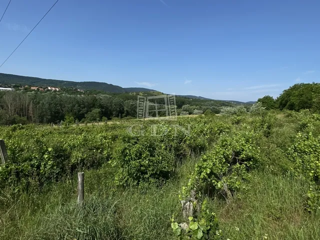 Eladó mezőgazdasági ingatlan Solymár 1920 nm