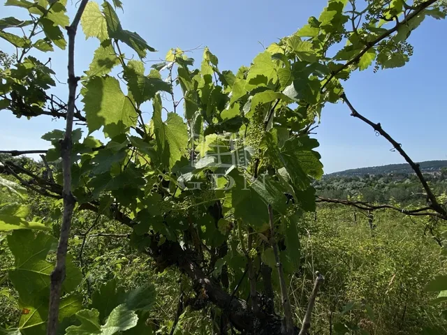 Eladó mezőgazdasági ingatlan Solymár 1920 nm