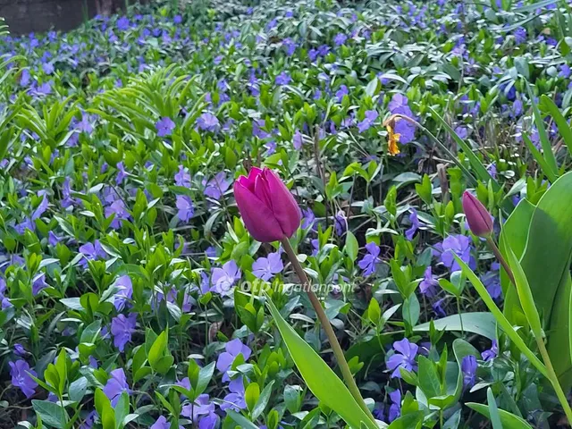 Eladó ház Zamárdi 168 nm