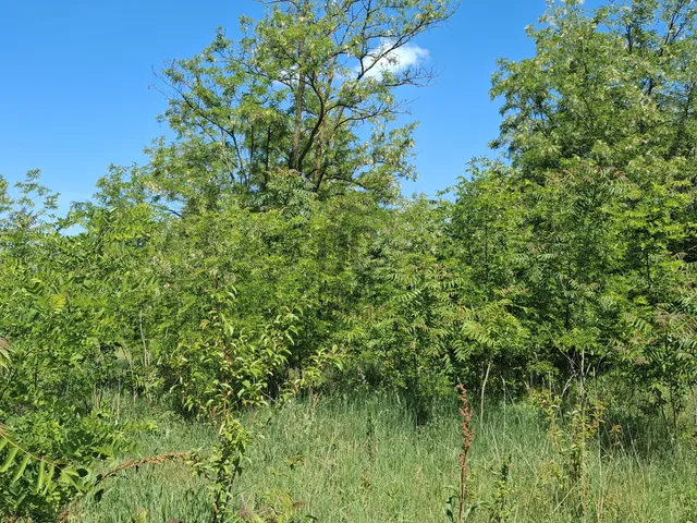 Eladó telek Balatonszemes 1571 nm