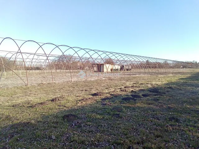 Eladó mezőgazdasági ingatlan Szentes, Nagynyomás tanya 5129 nm