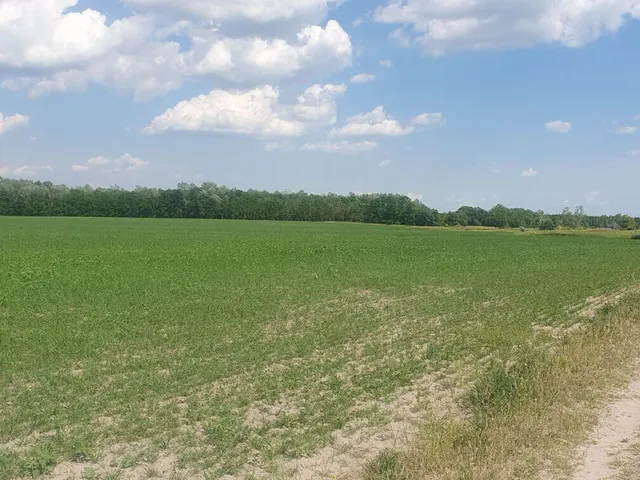 Eladó mezőgazdasági ingatlan Kiskunfélegyháza 294487 nm