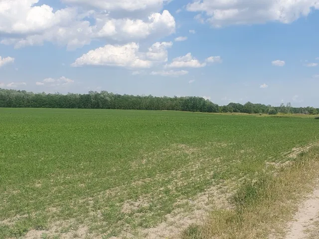 Eladó mezőgazdasági ingatlan Kiskunfélegyháza 120 nm