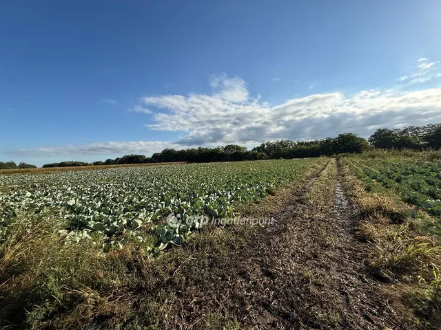 Eladó kereskedelmi és ipari ingatlan Újfehértó 13705 nm