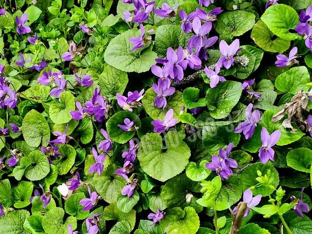 Eladó üdülő és hétvégi ház Dunaújváros, Újtelep 10 nm