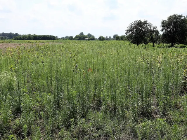 Eladó telek Zsombó 1800 nm