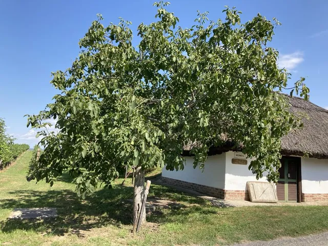 Eladó mezőgazdasági ingatlan Buzsák, Rizikó utca 1670 nm