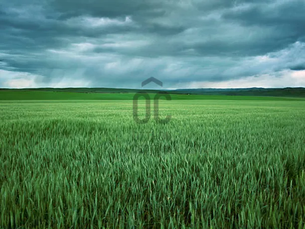 Eladó mezőgazdasági ingatlan Vecsés, Kertekalja 4676 nm