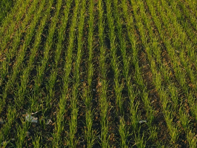 Eladó mezőgazdasági ingatlan Vecsés, Kertekalja 4676 nm