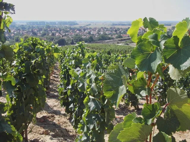 Eladó mezőgazdasági ingatlan Tokaj, Külterület 70 nm