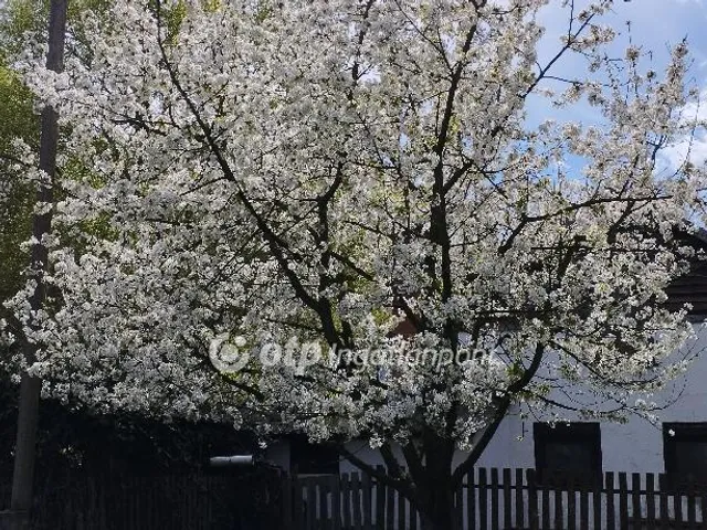 Eladó mezőgazdasági ingatlan Csemő 91 nm