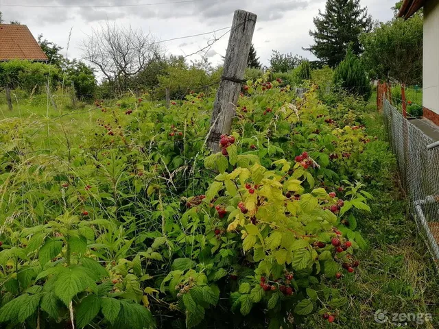 Eladó mezőgazdasági ingatlan Zalaegerszeg, Gévahegy 1796 nm