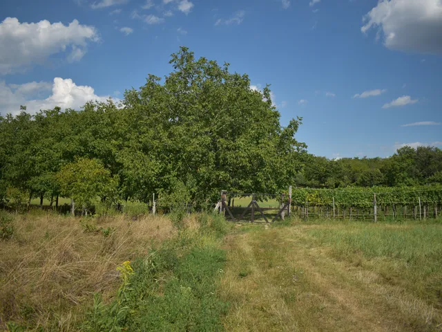 Eladó mezőgazdasági ingatlan Hollád 3034 nm