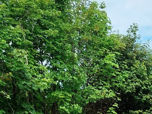 Eladó telek Siófok, Belváros 792 nm