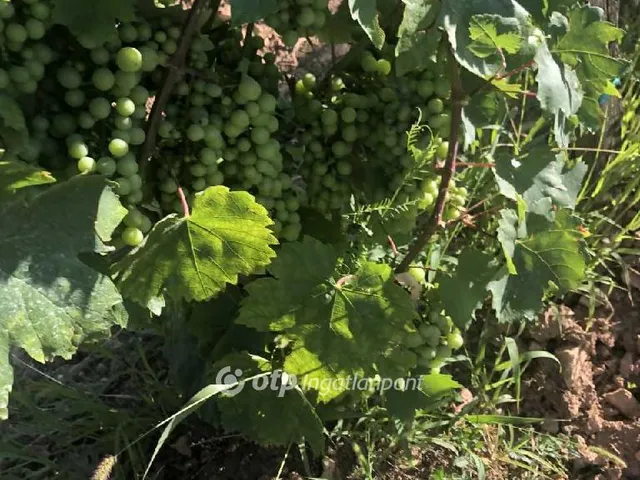 Eladó mezőgazdasági ingatlan Mád 22868 nm