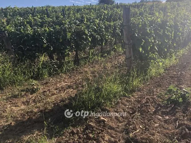 Eladó mezőgazdasági ingatlan Mád 22868 nm