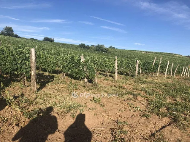 Eladó mezőgazdasági ingatlan Mád 22868 nm