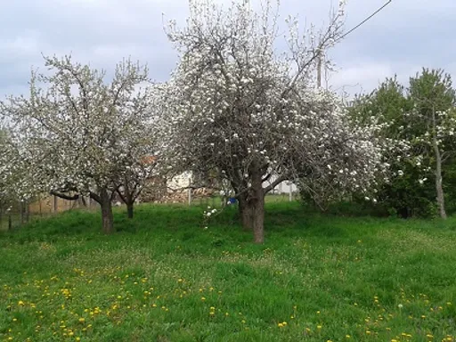 Eladó telek Pápa 1638 nm